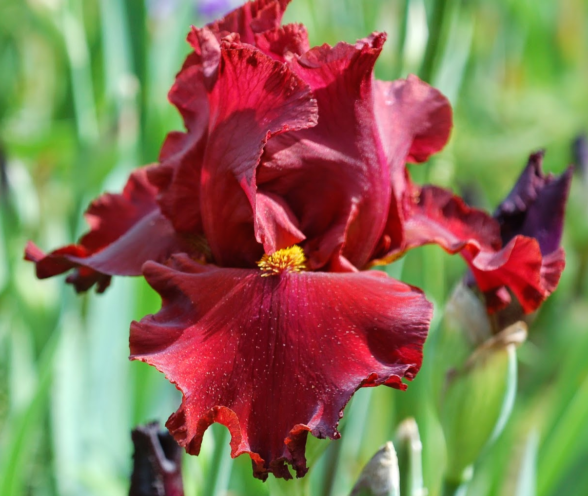 Iris germanica Red